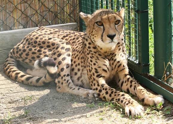 Gepard z Dánska si v Krásném Březně pochutnává na kuřatech