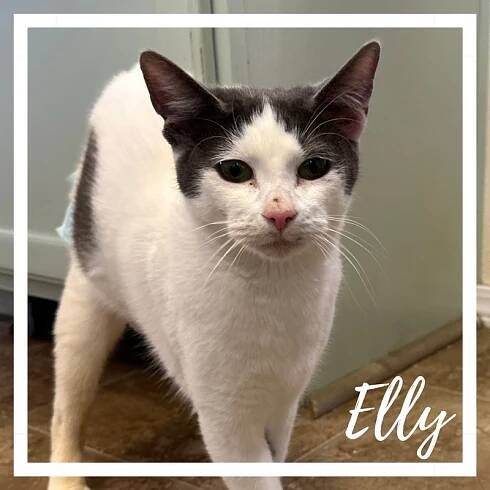 Elly
