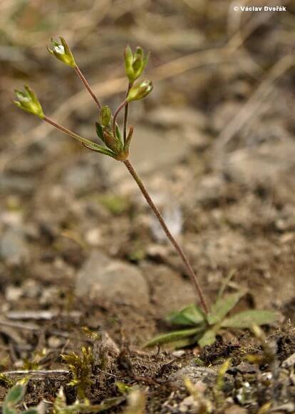 Androsace elongata - pochybek prodloužený | Primulaceae - prvosenkovité | Natura Bohemica