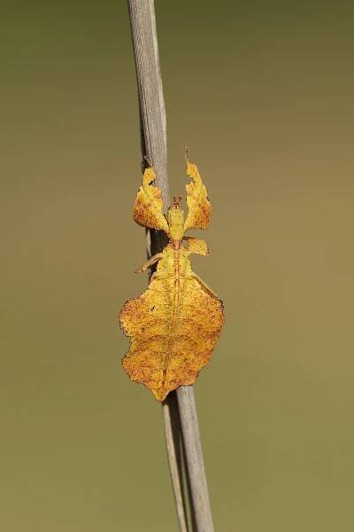 Phyllium sp
