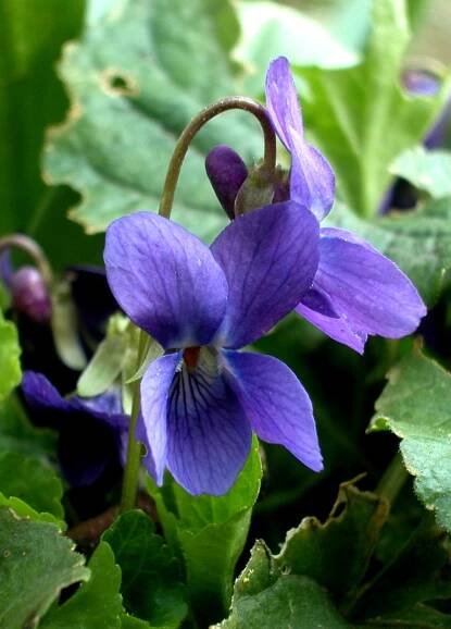 PKR/Viola odorata