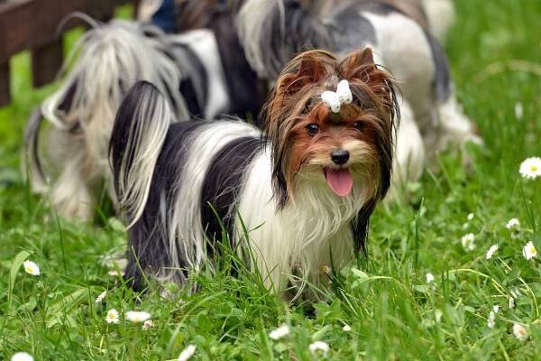 biewer terrier wearing a plastic hair clip standing near other dogs