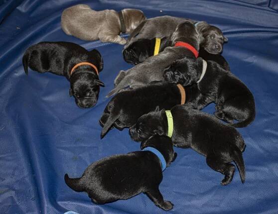 Sophia’s 2nd Litter – Cash Money Kennels