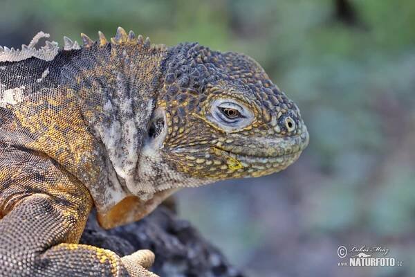 Leguán galapážský | Naturfoto.cz