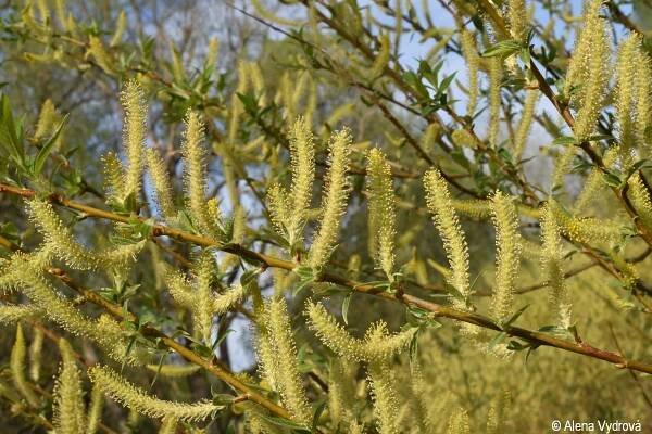 Salix triandra | Květena Šumavy