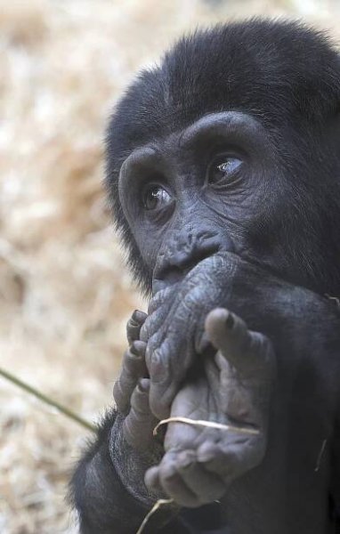 Ajabu má bolístku! Nejmladší goriláček pražské zoo „ochutnává“ svoji patu