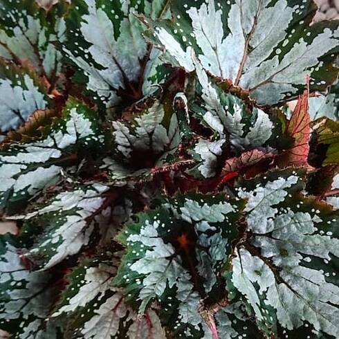 The 12 Best Leaf Begonia Plants That Thrive Indoors – Koppe Begonia