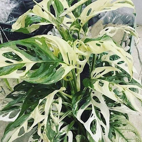 Proč je Monstera tak drahá?