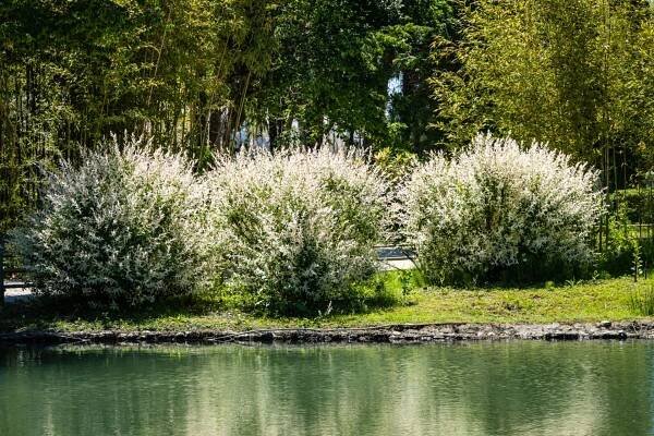 Vrba celolistá, japonská vrba (Salix integra 'Hakuro Nishiki'