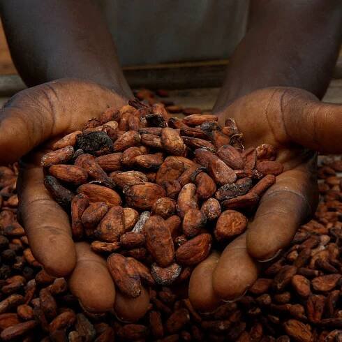 Small Ivory Coast cocoa firms say EU deforestation rules might bankrupt them