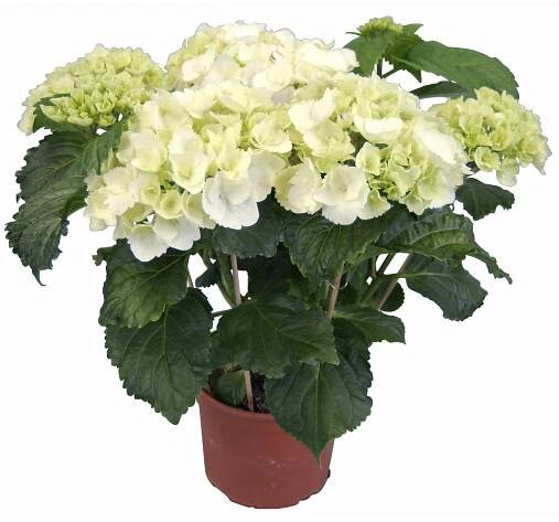 GROW by OBI Pokojová hortenzie bílá průměr květináče cca 14 cm