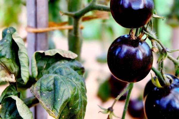 Why Black Vegetables Deserve a Spot in Your ‘Eat the Rainbow’ Diet | Feast