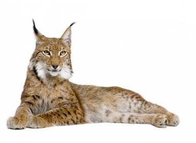 Rys ostrovid - Lynx lynx (5 let) — Stock obrázek