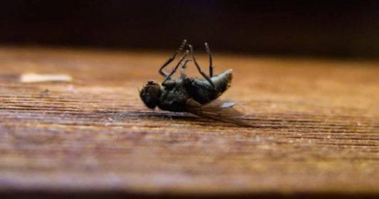 Už žádné bzučení: Otravné mouchy pochytá domácí medová past