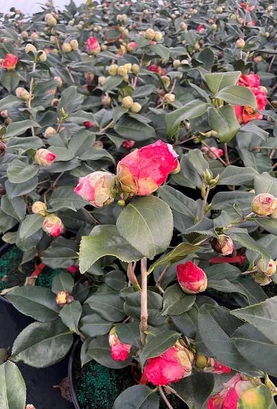 Gallery - Cam Too Camellia Nursery