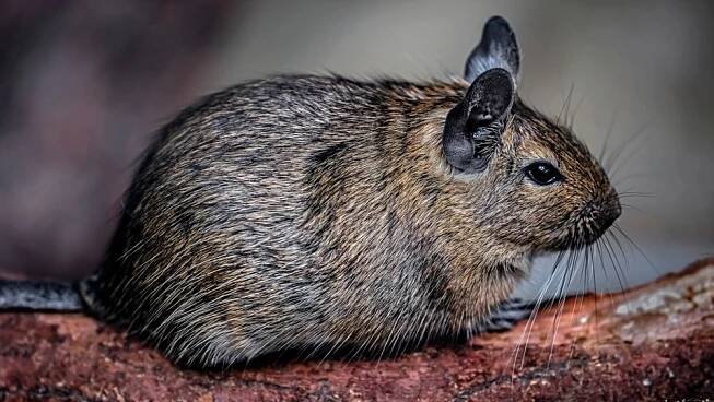 Osmák degu vás zabaví lépe než křeček, potřebuje k sobě ale kamaráda | MŮJCHLUPÁČ.cz