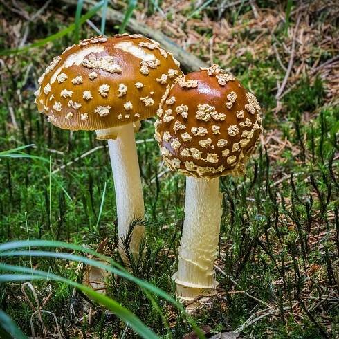 20. 8. 2017 – houbaření u Račína