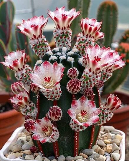 Pin di V.Rózsa su Kaktuszok. nel 2025 | Piante grasse rare, Piante di cactus, Giardino di piante grasse