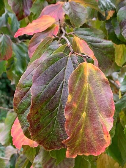Parrotia persica