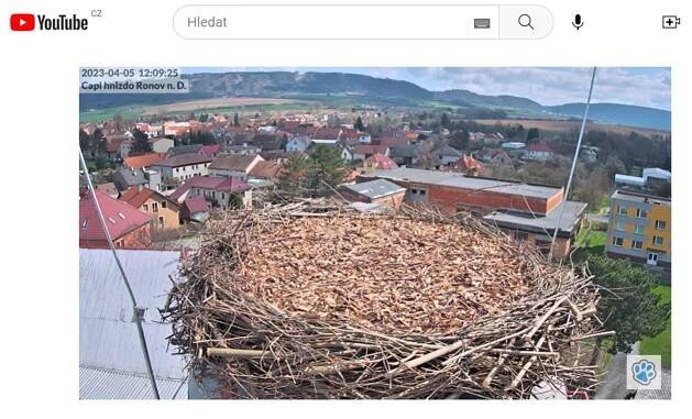 Čáp se vrátil do Ronova a čeká na družku. Opravené hnízdo nově sledují webkamery