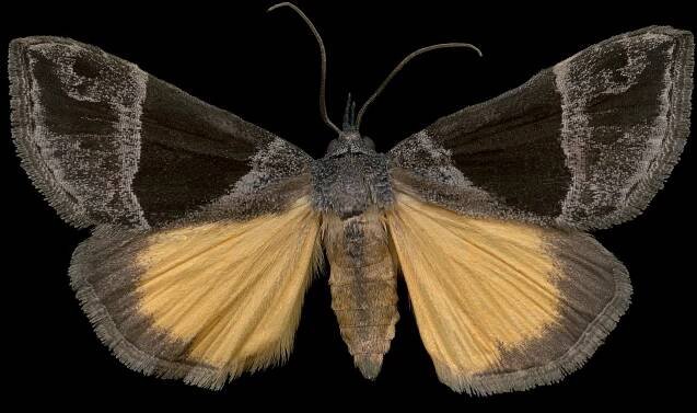 Hypena opulenta
