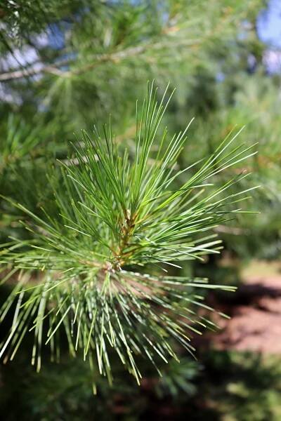 Borovice himalájská (Pinus wallichiana)