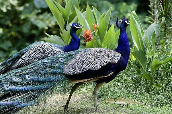 Two peacocks.