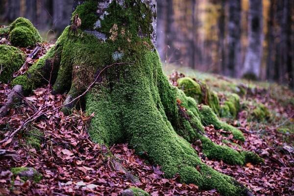 Základová fotografie na téma biome, botanický, detail, divoký, ekosystém, elementární, flóra, kořen stromu, kořeny, krajina