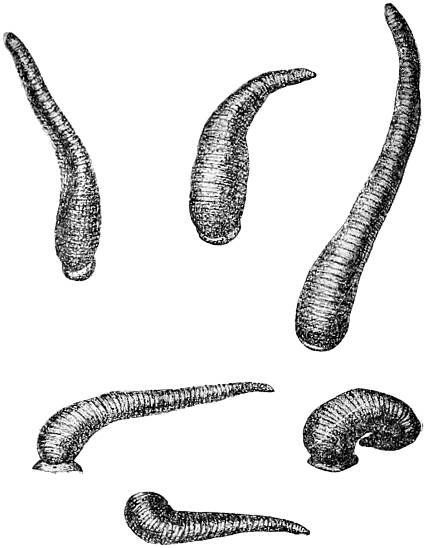 Limnatis nilotica - Wikipedia
