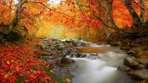 Tapeta na monitor | Podzimní | příroda, podzim, Rumunsko, les, stromy