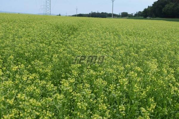 PROFI, Polní plodiny a ostatní - Lnička setá Zuzana, p8725
