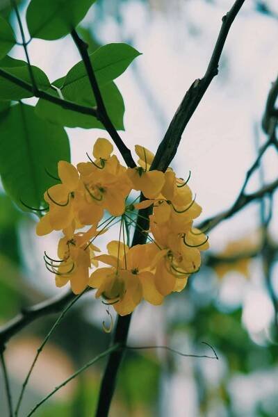 bezplatná Základová fotografie zdarma na téma botanický, cassia, cassia fistula Základová fotografie