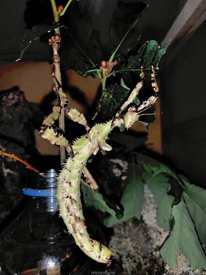 Extatosoma tiaratum «Insecto corteza australiano o espectro de Macleay» – Artropofauna