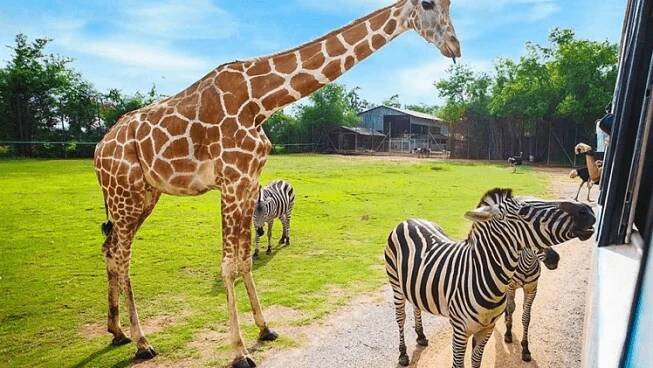 ZOO Dvůr Králové nad Labem – Camp Dolce