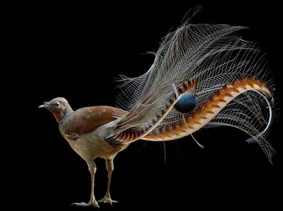 a bird with long tail.