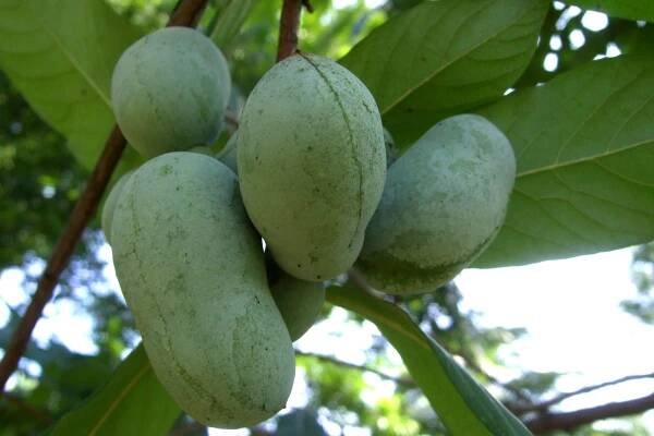 Searching for the Pawpaw’s Indigenous Roots