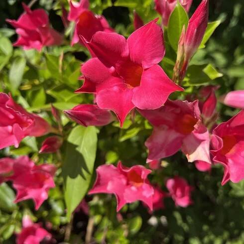 Dipladenia wird Taubenschwänzchen zum Verhängnis