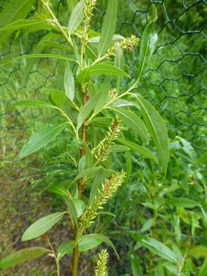 Vrba trojmužná Semperflorens (Salix triandra)