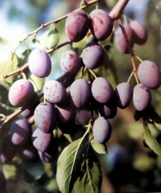 Švestka - pozdní 'Švestka domácí' - Prunus domestica Švestka domácí