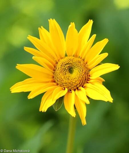 Heliopsis helianthoides – janeba drsná