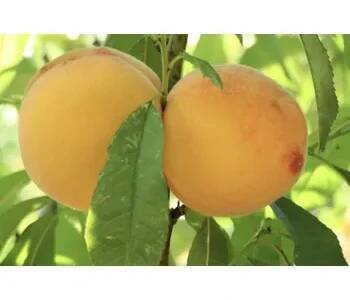 Broskvoň žlutomasá 'Romea' - Prunus persica 'Romea' Kontejner o objemu 15 litrů zákrsek