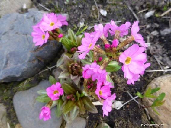 Prvosenka růžová - Primula rosea