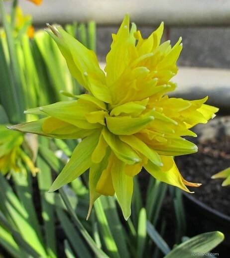 Narcis Rip van Twinkle - Plnokvěté narcisy (Narcissus)