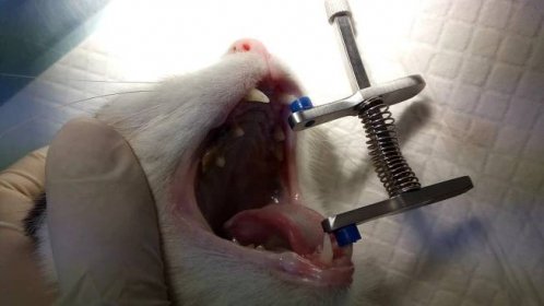 Zánět dásní u kočky