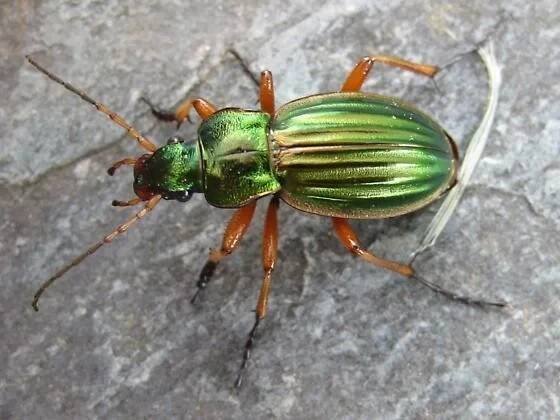 Střevlík zlatý (Carabus auratus)