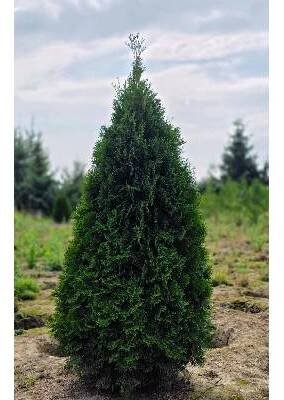 MULTIFLORA Thuje Smaragd Exclusive 100-120 cm