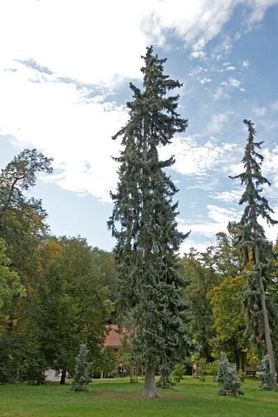 smrk pichlavý ´Glauca´ | Pražská příroda