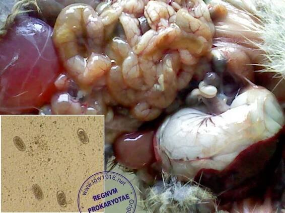 REGNUM PROKARYOTAE - Anatomopathology