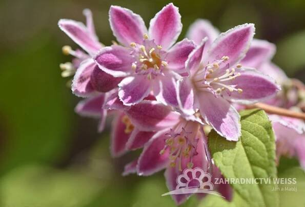 DEUTZIA HYBRIDA - TROJPUK - "STRAWBERRY FIELDS"