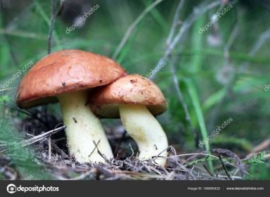 Dva houba Klouzek v lese